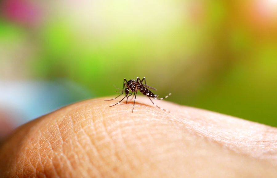 Dengue: pesquisadores alertam para sorotipo 3